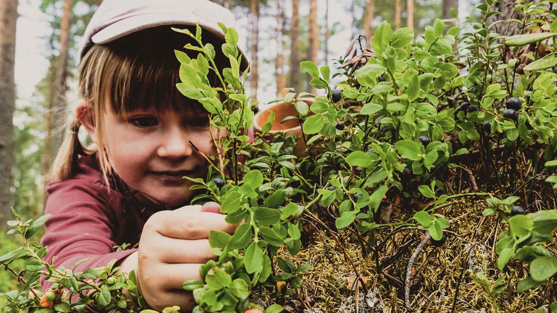 Volokinpolku Sonkajärvellä, lapsi poimimassa mustikoita