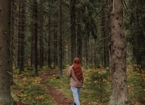 Puijon luontopolut. Nature trails in Puijo.