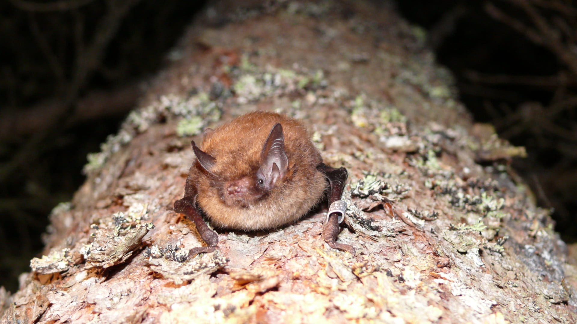 25_8_Lepakkoretki_Vihervaara.käsitelty