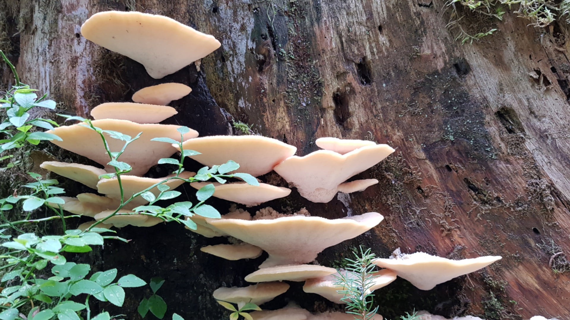 Käävät.käsitelty