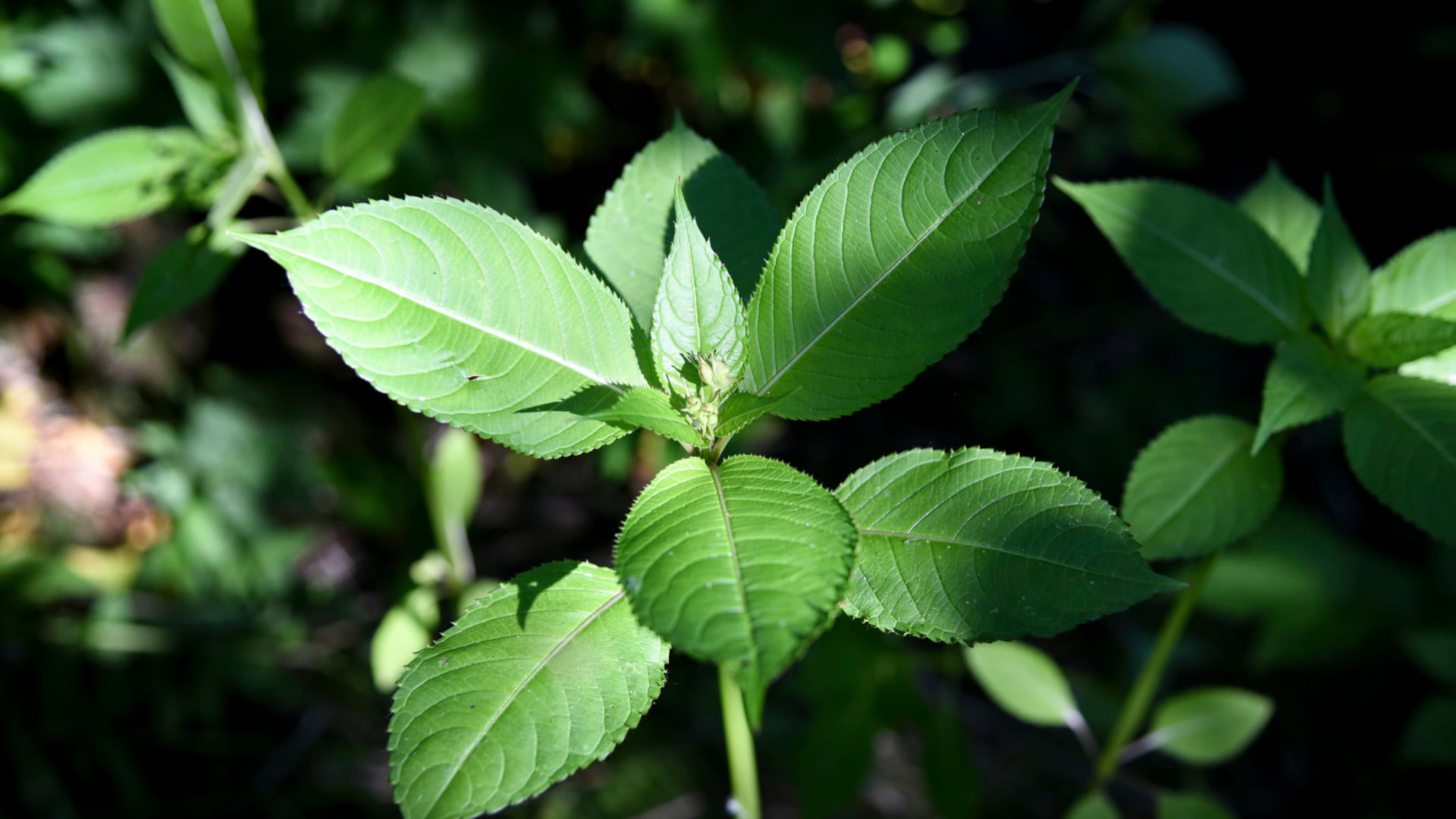 jattipalsami_kuvaaja_TiinaKilvensalmi-02.käsitelty