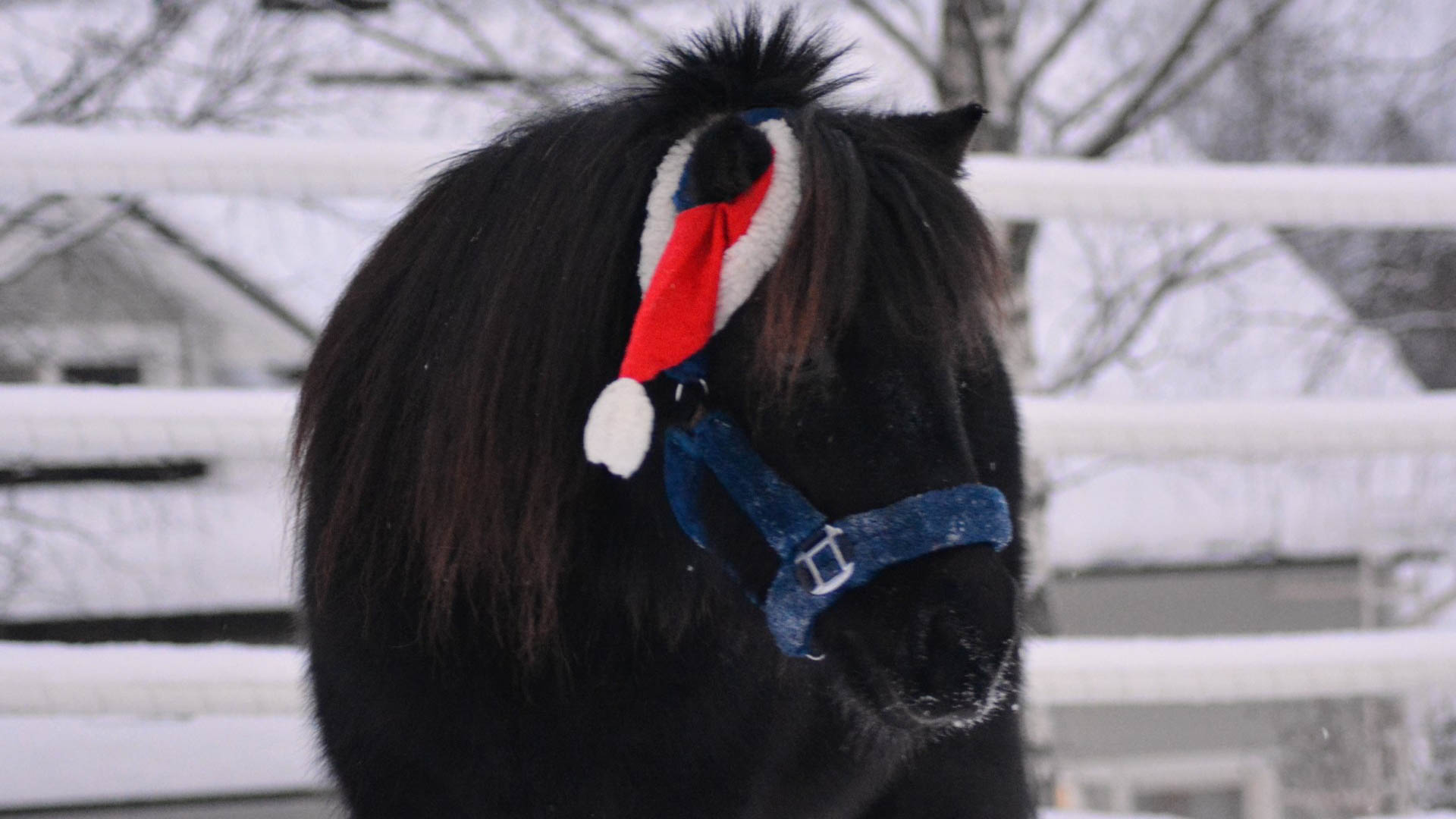 Kuopion eläinpuisto joulu