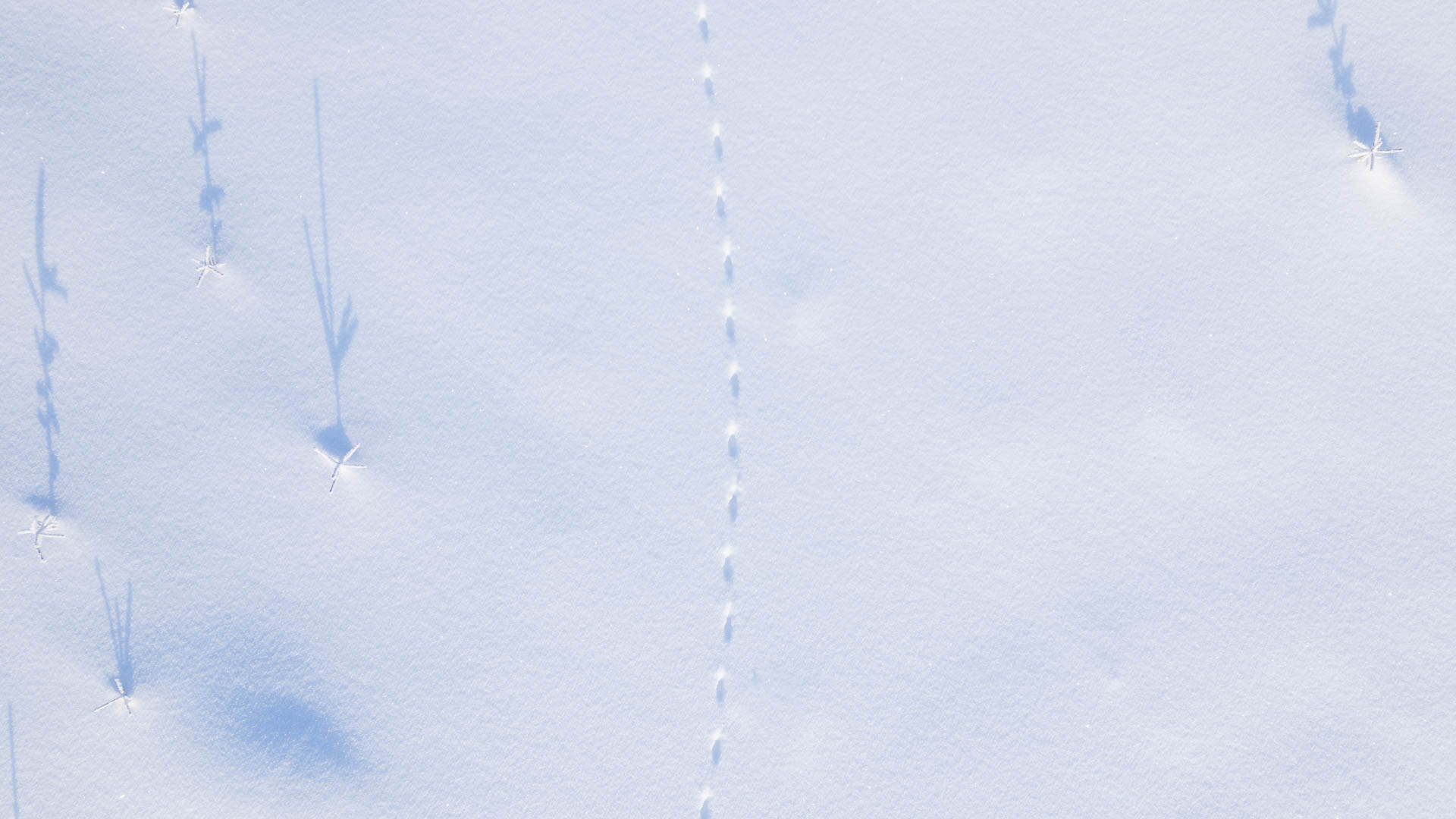 Hanki-lumi Hanki, talvi