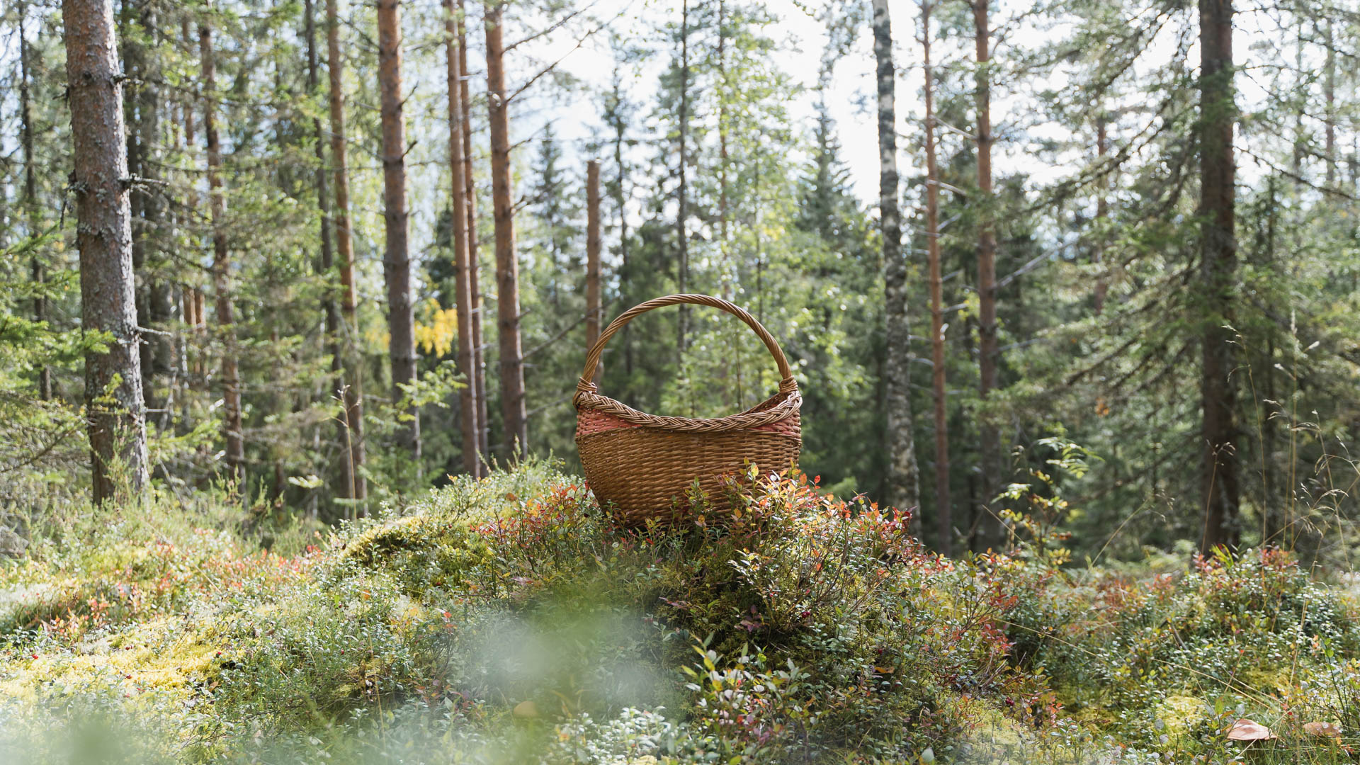 Metsässä, sienestys, luonto