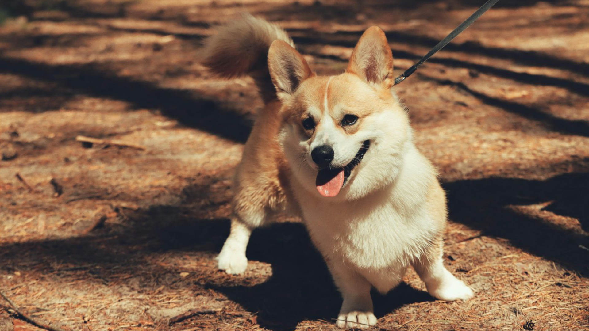 Nimetön malli – 1