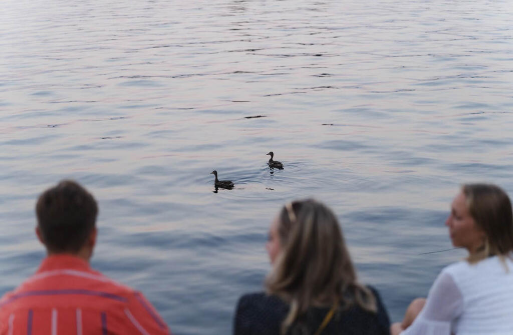 Linnut uiskentelemassa Kallavedessä