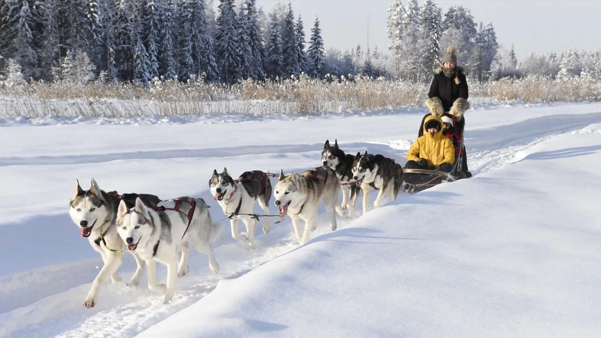 Huskyvaljakko Huskyvaljakkoajelua Konttilan pellolla