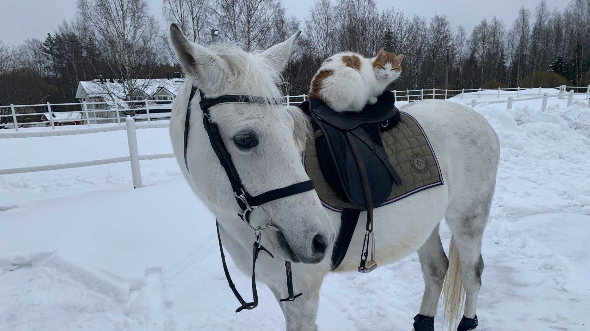 Ponileiri_Kuopion_elainpuisto Ponileiri