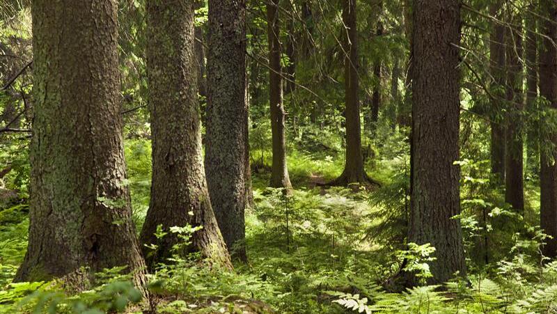 VS-Puijon polku_Vicente Serra