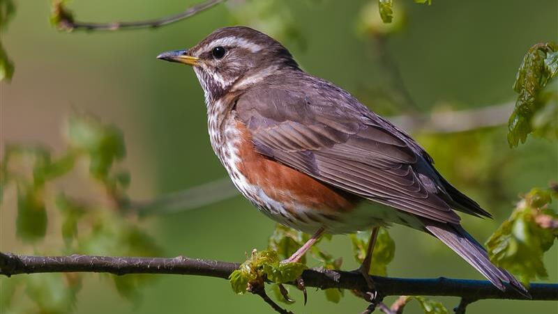 punakylkirastas_Ilkka_Markkanen